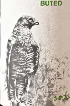 Little Buteo - вино Литл Бутео 0.75 л